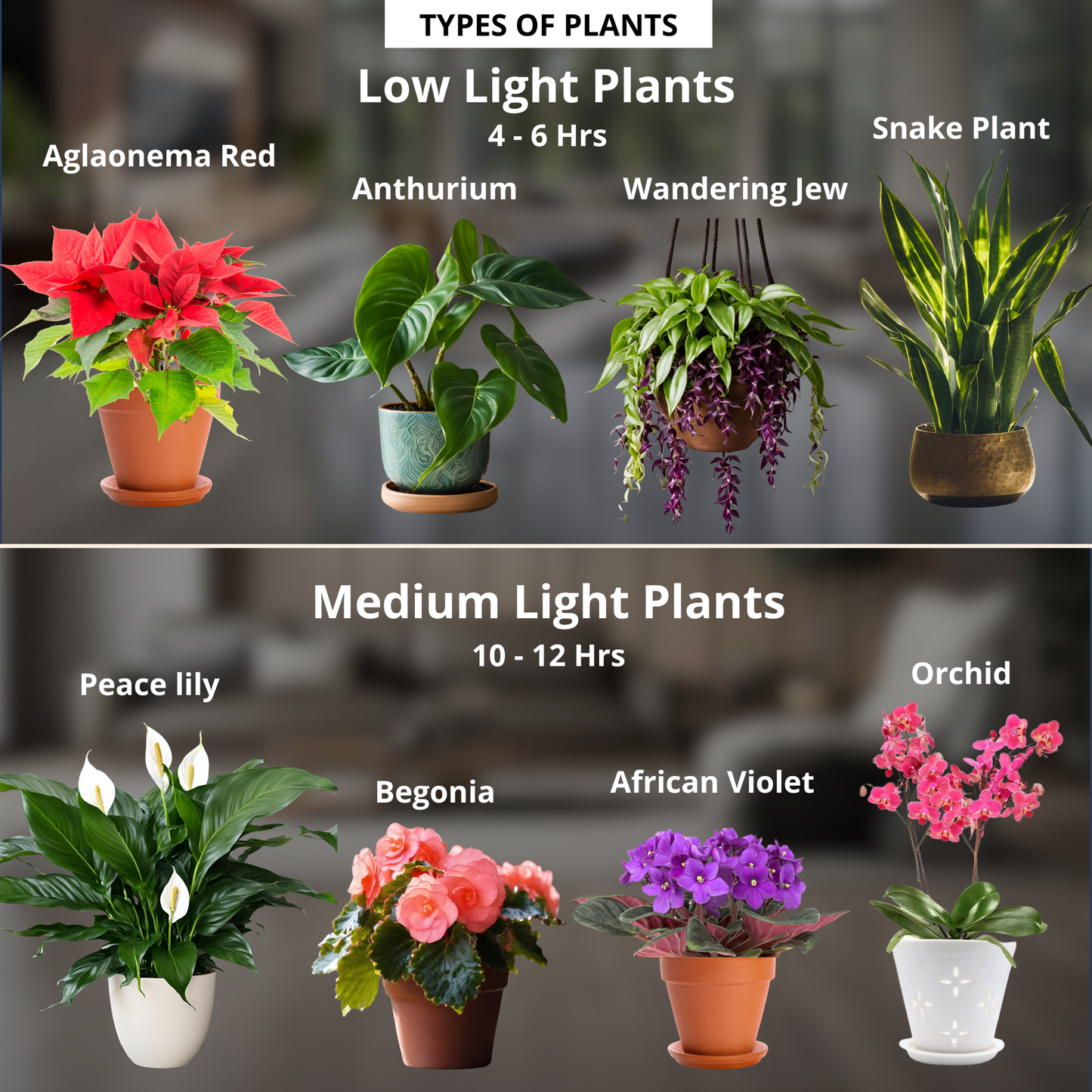 SMART Indoor Plant Grow Light (Wi-fi + Bluetooth) 20W